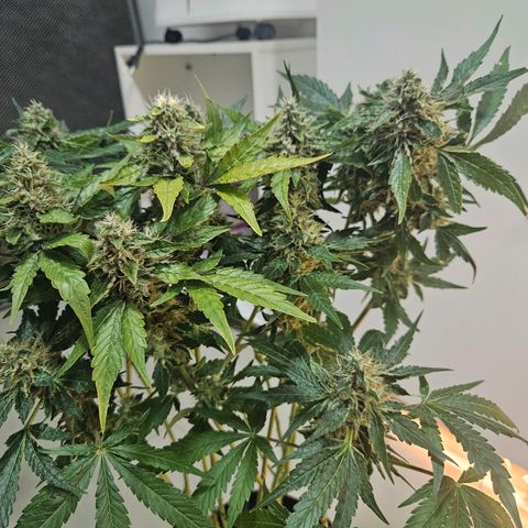 Watermelon Zkittlez growlog timeline photo