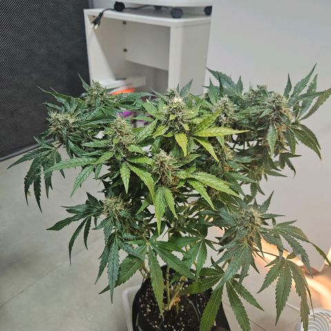 Watermelon Zkittlez growlog timeline photo