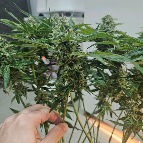 Watermelon Zkittlez growlog timeline photo