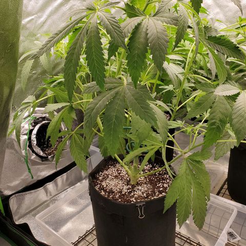 Unknown strain growlog timeline photo