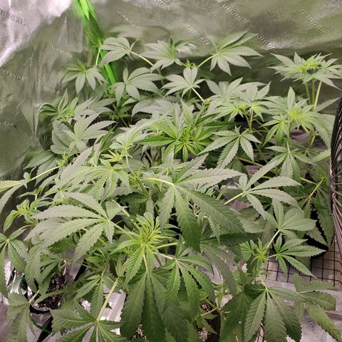 Unknown strain growlog timeline photo