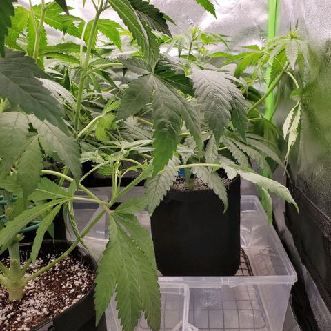 Unknown strain growlog timeline photo