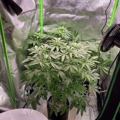 Unknown strain growlog timeline photo