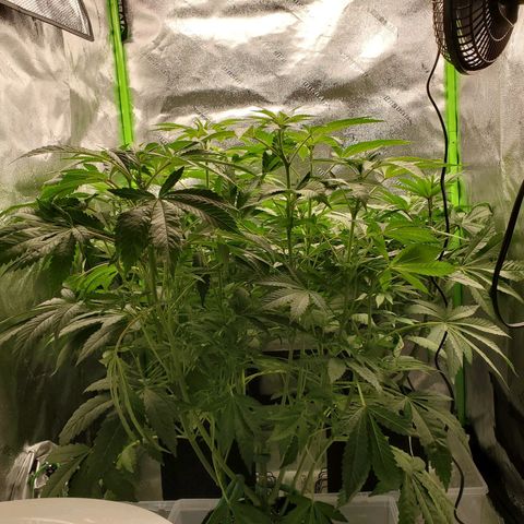 Unknown strain growlog timeline photo