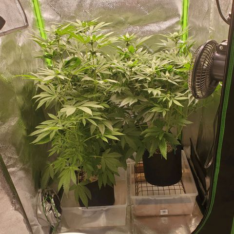 Unknown strain growlog timeline photo