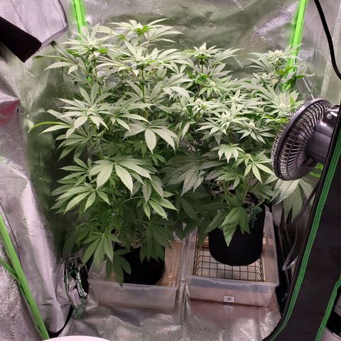 Unknown strain growlog timeline photo