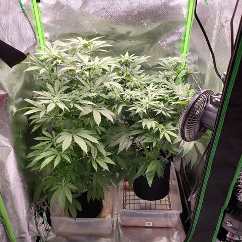 Unknown strain growlog timeline photo