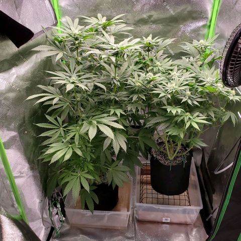 Unknown strain growlog timeline photo