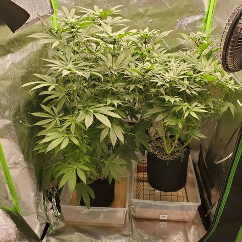 Unknown strain growlog timeline photo