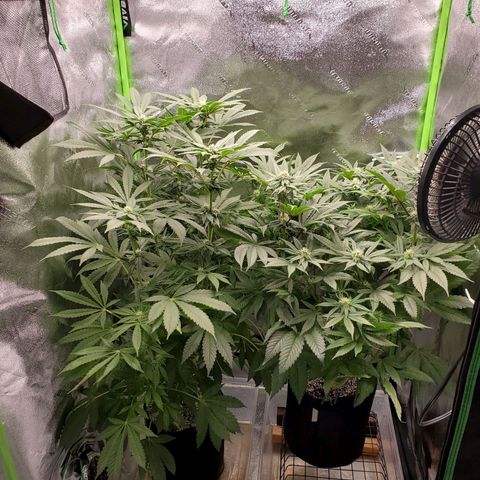 Unknown strain growlog timeline photo