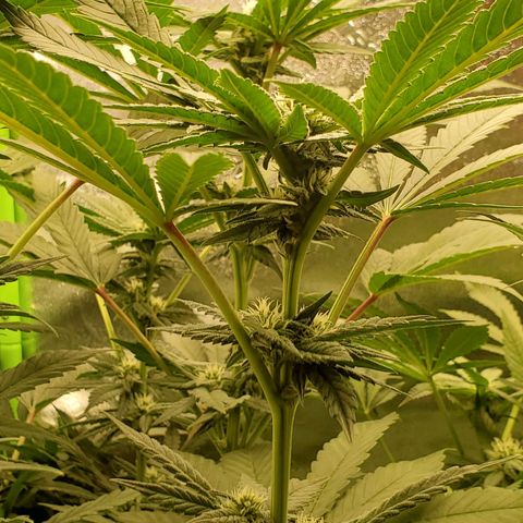 Unknown strain growlog timeline photo