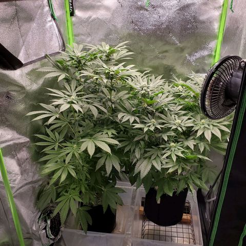 Unknown strain growlog timeline photo
