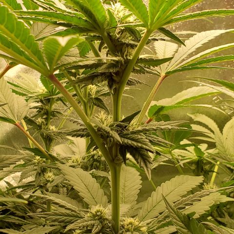 Unknown strain growlog timeline photo