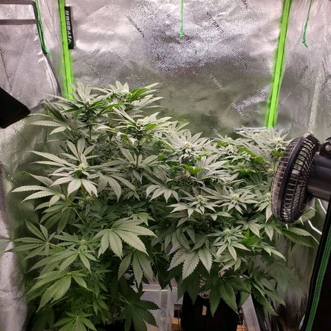 Unknown strain growlog timeline photo