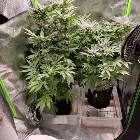 Unknown strain growlog timeline photo