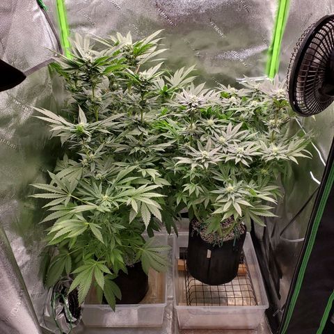 Unknown strain growlog timeline photo