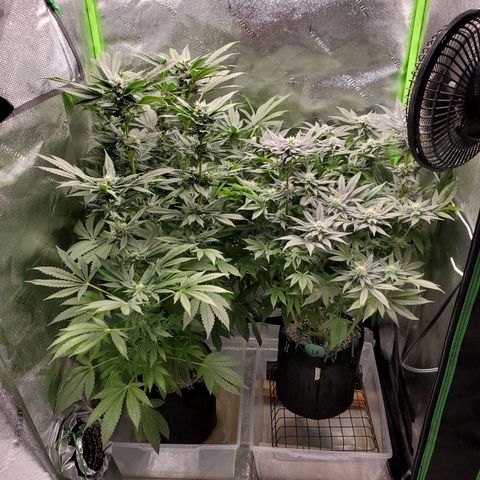 Unknown strain growlog timeline photo