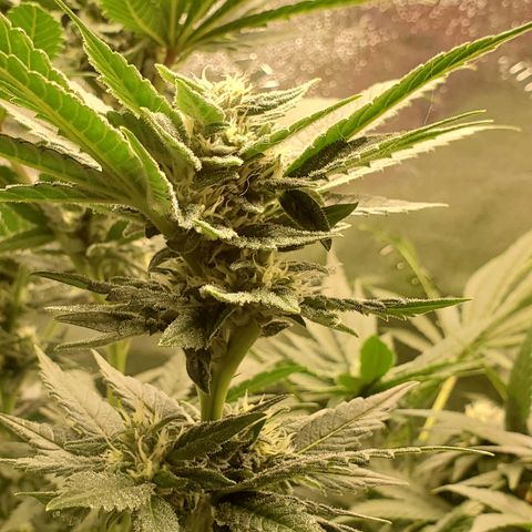 Unknown strain growlog timeline photo