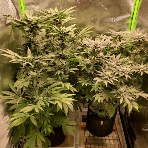 Unknown strain growlog timeline photo