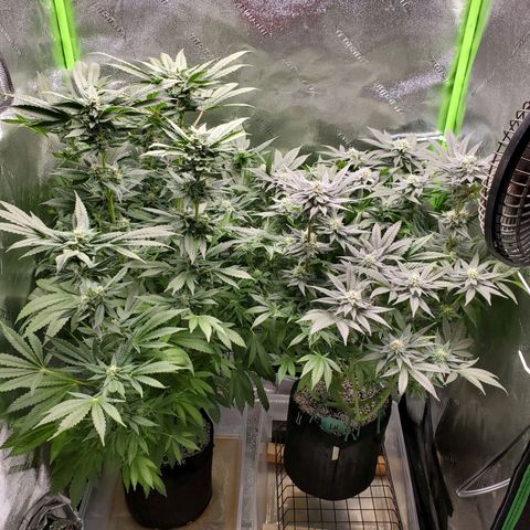 Unknown strain growlog timeline photo