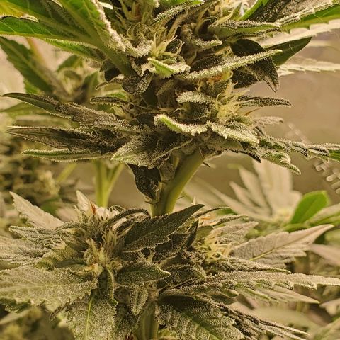Unknown strain growlog timeline photo