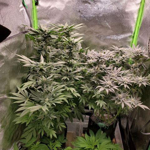 Unknown strain growlog timeline photo