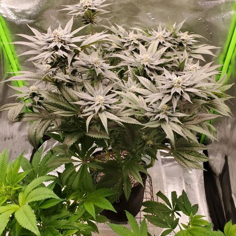 Unknown strain growlog timeline photo