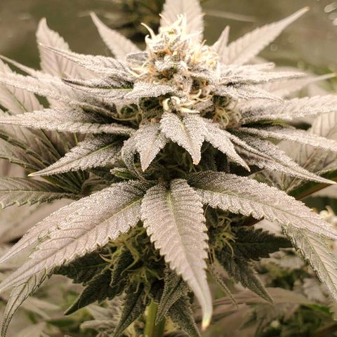 Unknown strain growlog timeline photo