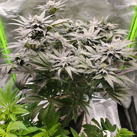 Unknown strain growlog timeline photo