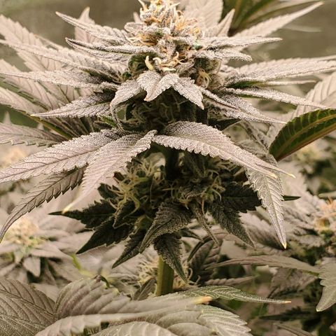 Unknown strain growlog timeline photo