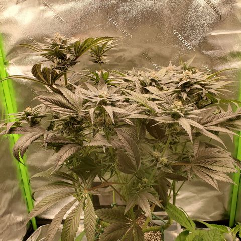 Unknown strain growlog timeline photo