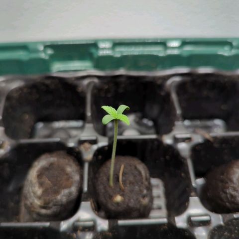 Pflännzi growlog timeline photo