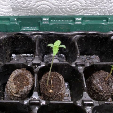 Pflännzi growlog timeline photo