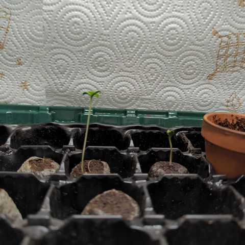 Pflännzi growlog timeline photo