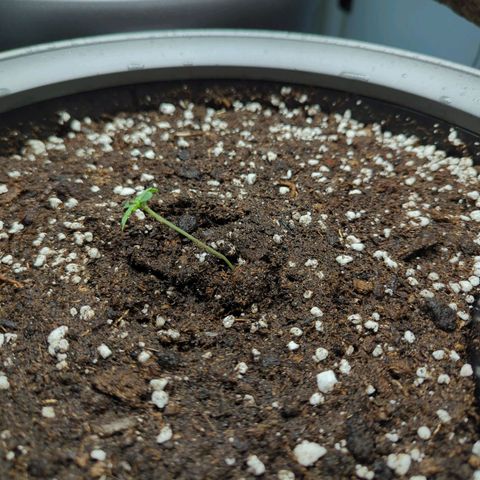 Pflännzi growlog timeline photo