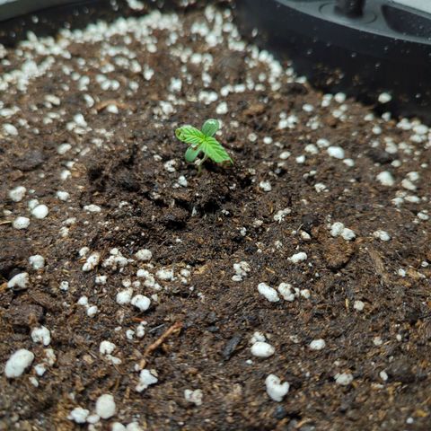 Pflännzi growlog timeline photo