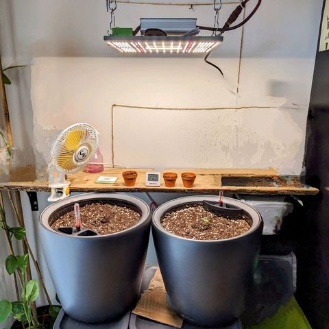 Pflännzi growlog timeline photo