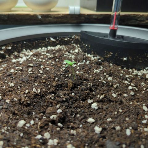 Pflännzi growlog timeline photo