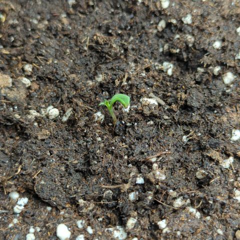 Pflännzi growlog timeline photo
