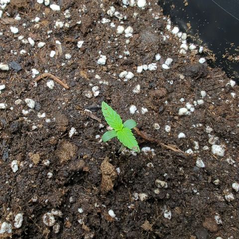 Pflännzi growlog timeline photo