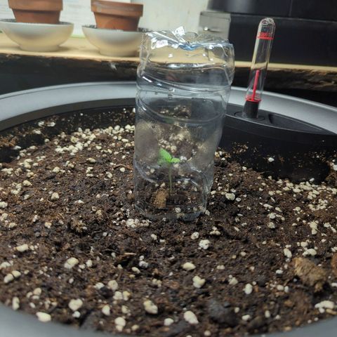 Pflännzi growlog timeline photo