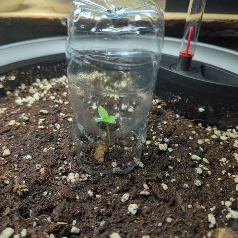 Pflännzi growlog timeline photo