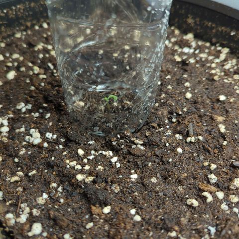 Pflännzi growlog timeline photo