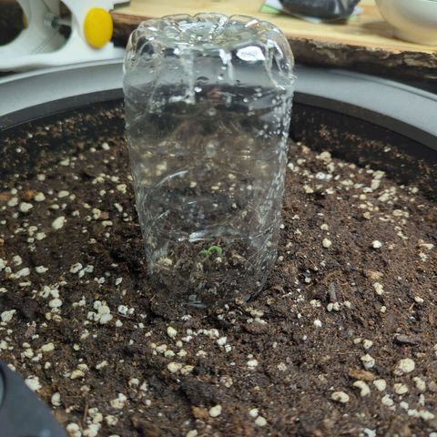 Pflännzi growlog timeline photo