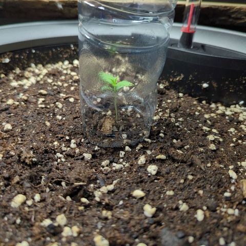 Pflännzi growlog timeline photo