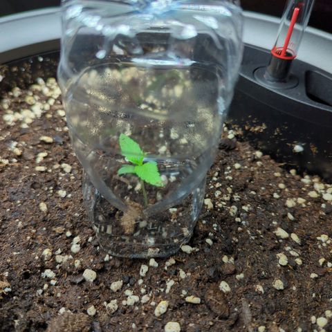 Pflännzi growlog timeline photo