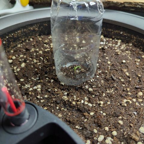 Pflännzi growlog timeline photo