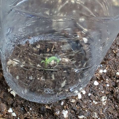 Pflännzi growlog timeline photo