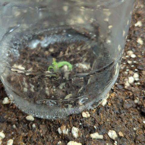 Pflännzi growlog timeline photo