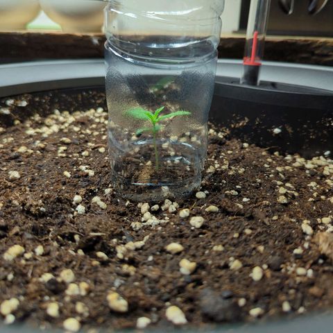 Pflännzi growlog timeline photo